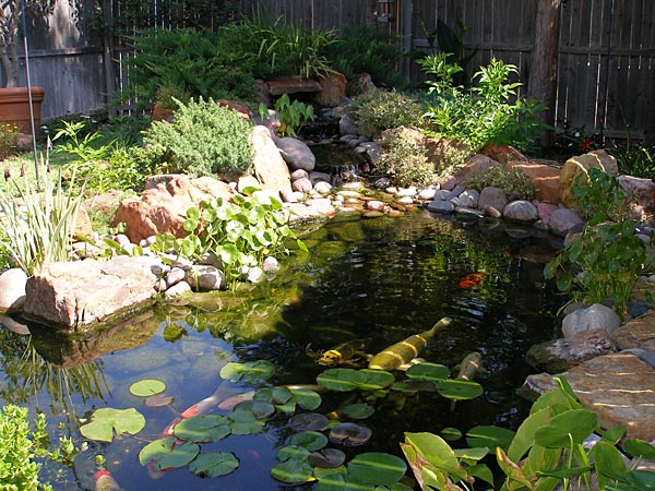 Koi Ponds Gallery | Sublime Water Garden