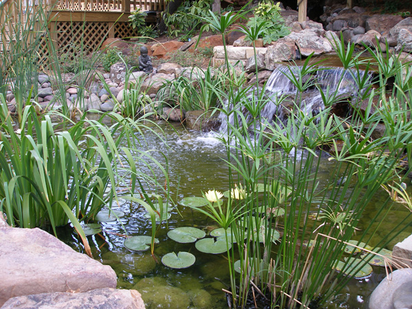 Water Gardens Gallery | Sublime Water Garden