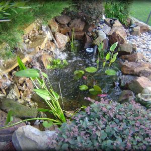 Water Gardens Gallery | Sublime Water Gardens