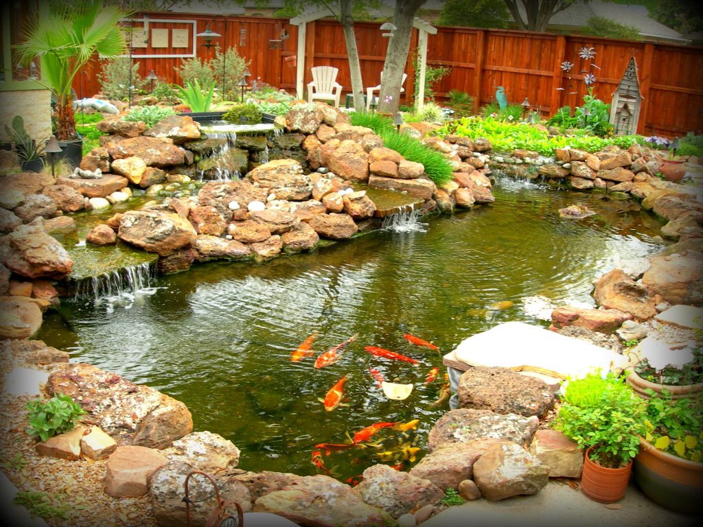 Koi Ponds Gallery | Sublime Water Gardens